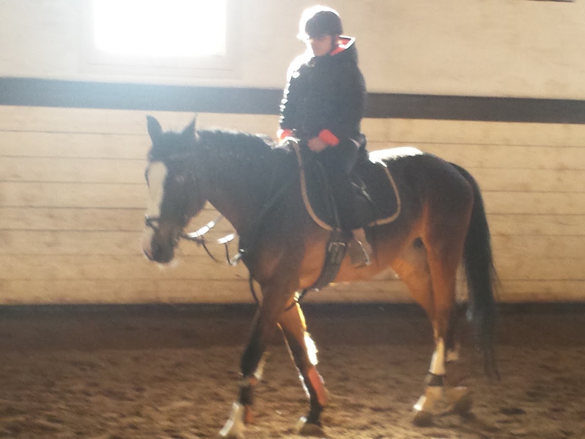 Manege 's-Gravenhaagsche Stadsrijschool 2