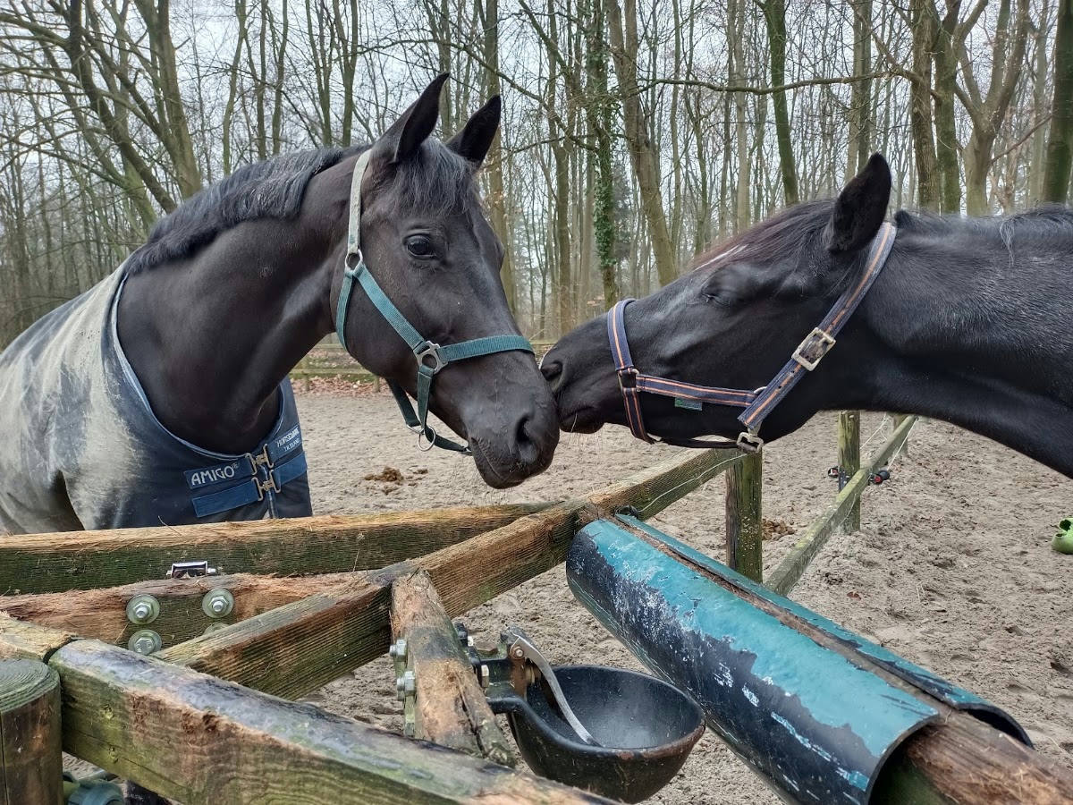 Arnhems Hippisch Centrum De Waterberg B.V. 2