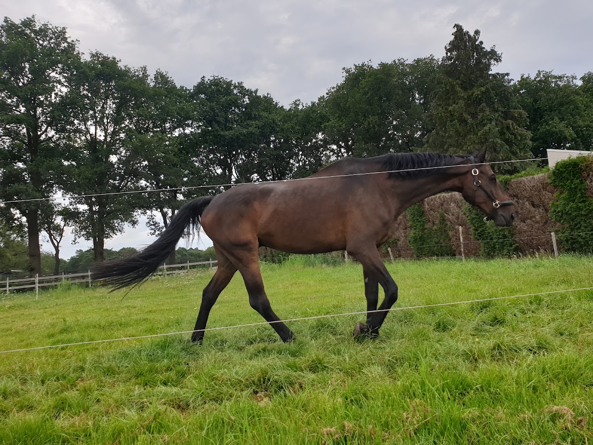 Manege 't Zandeind / Stal van der Weide 3