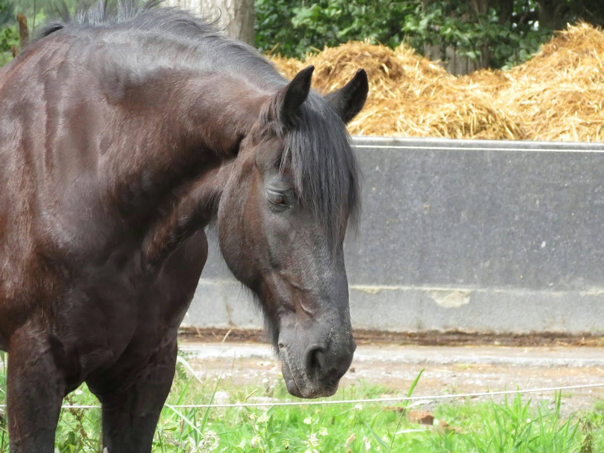 Hippisch Centrum Dordrecht 2