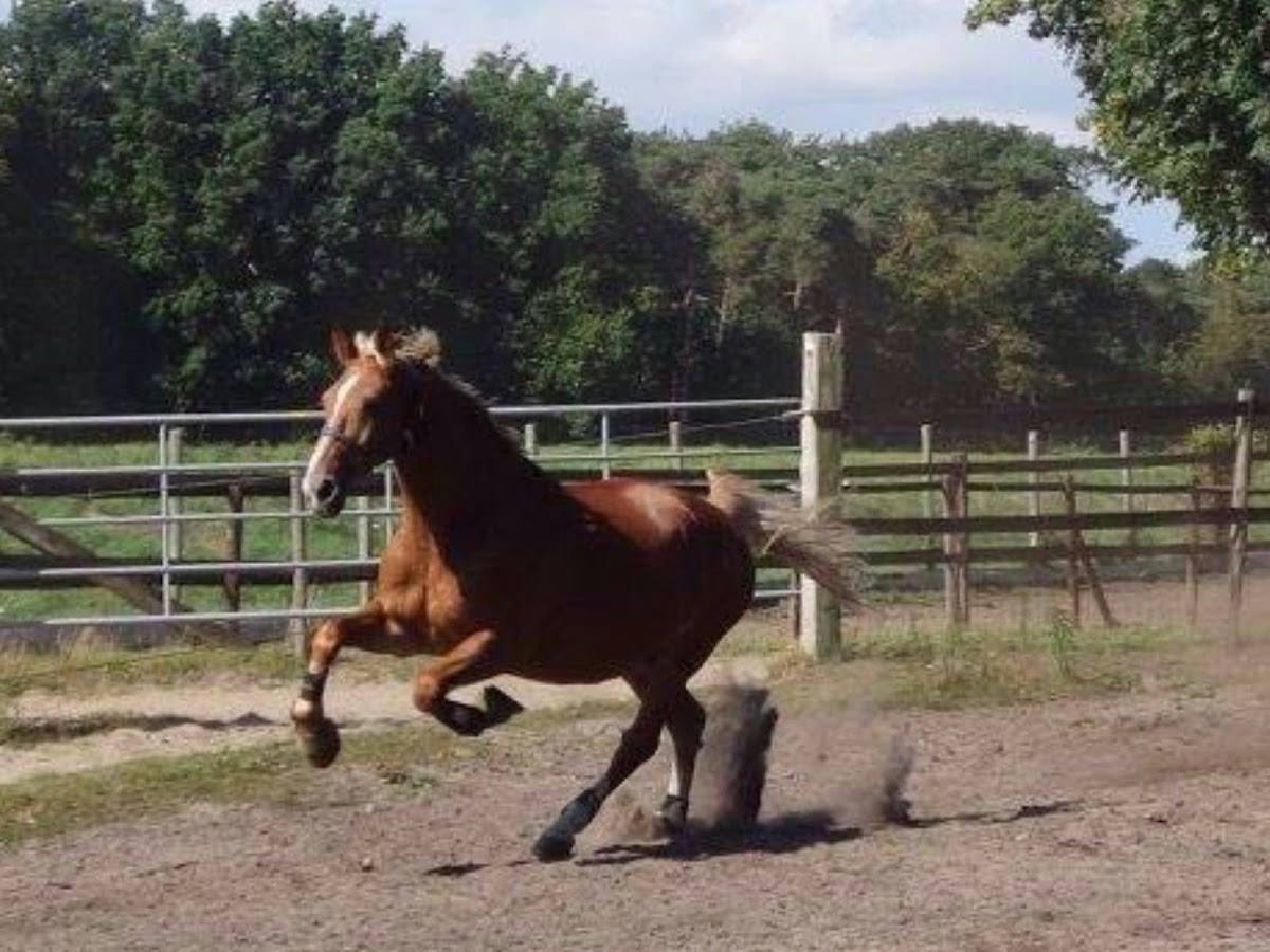 Manege de Paardenhoeve 2