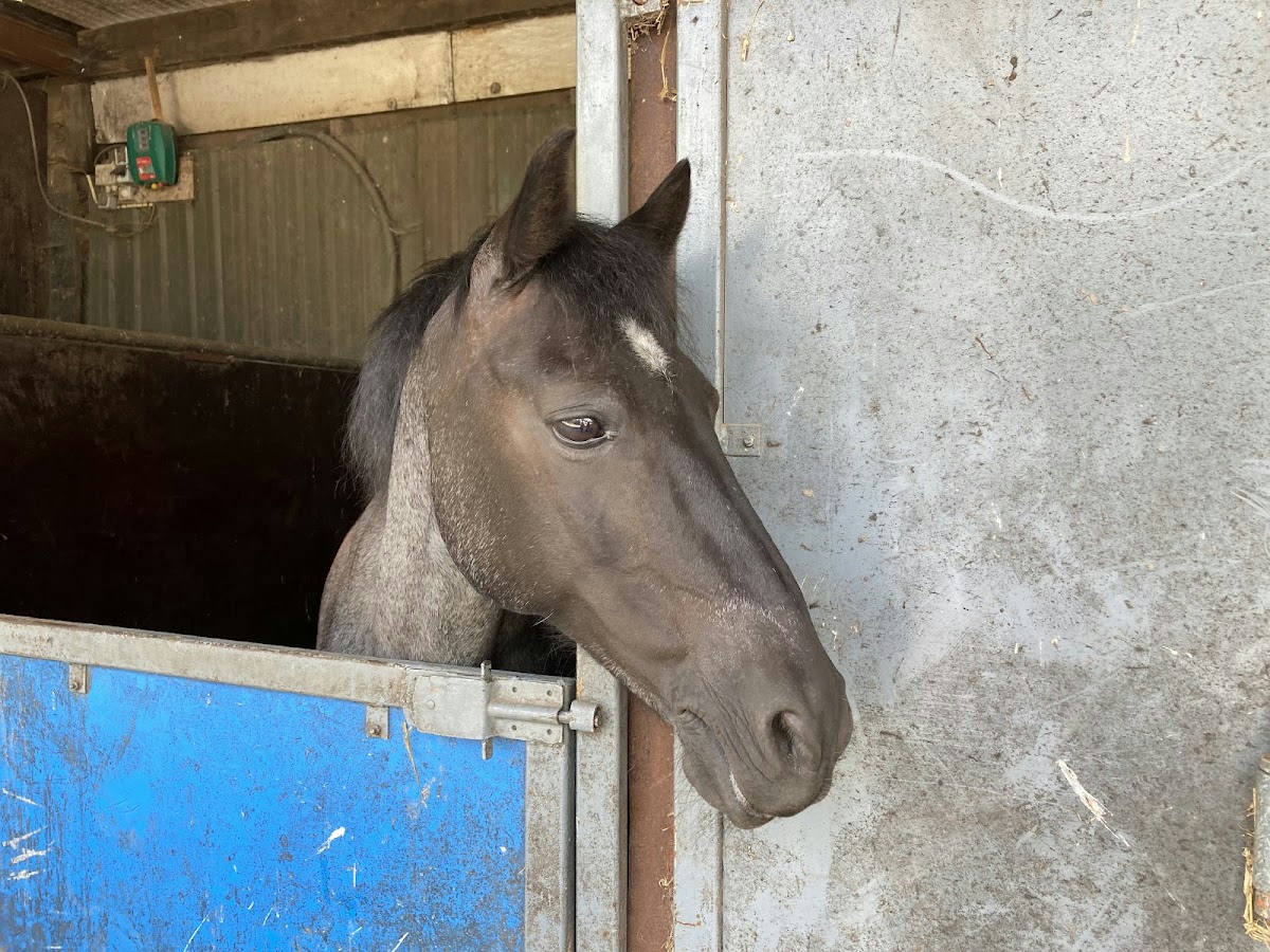 Manege de Boschhoeve 2