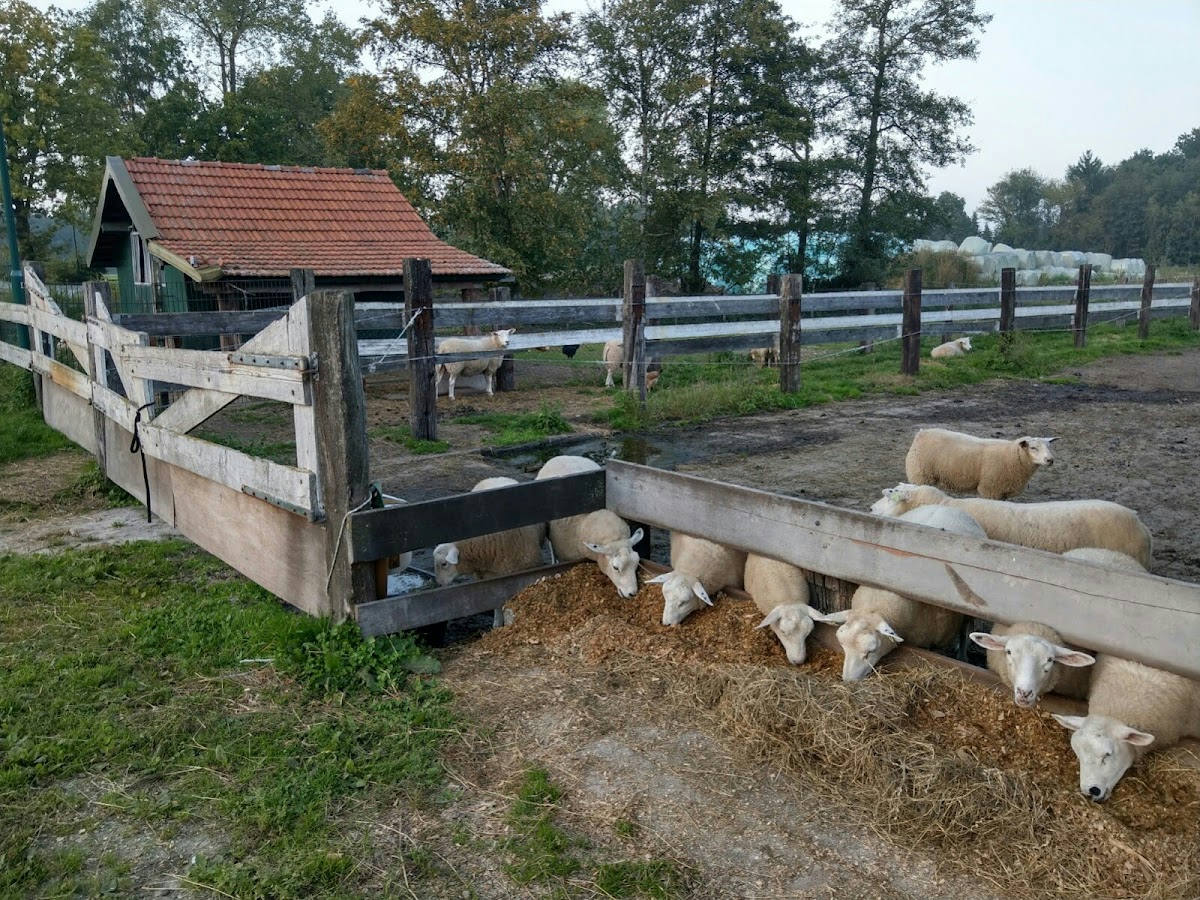 Manege de Boschhoeve 3