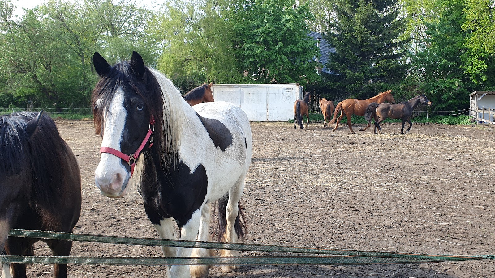 Susans ponyranch 2