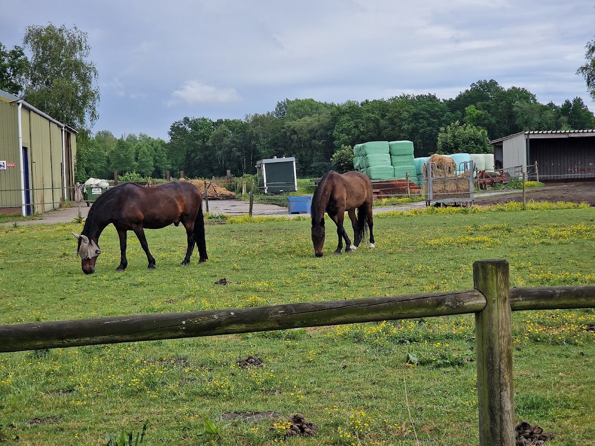 Susans ponyranch 3