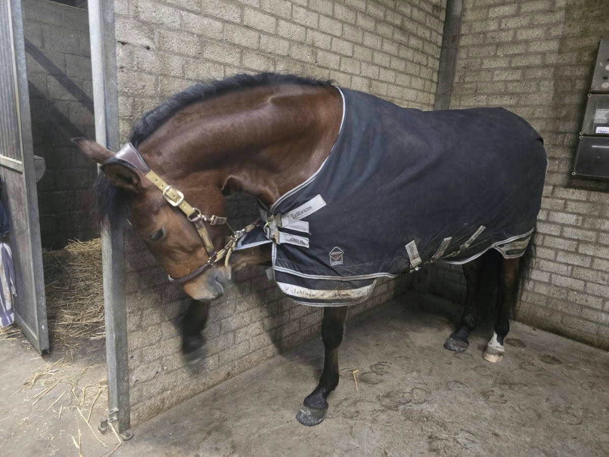 Manege Galop