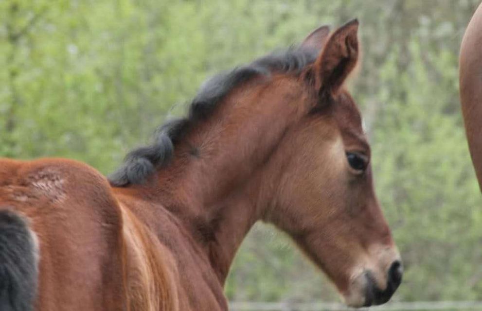 Manege Galop 2