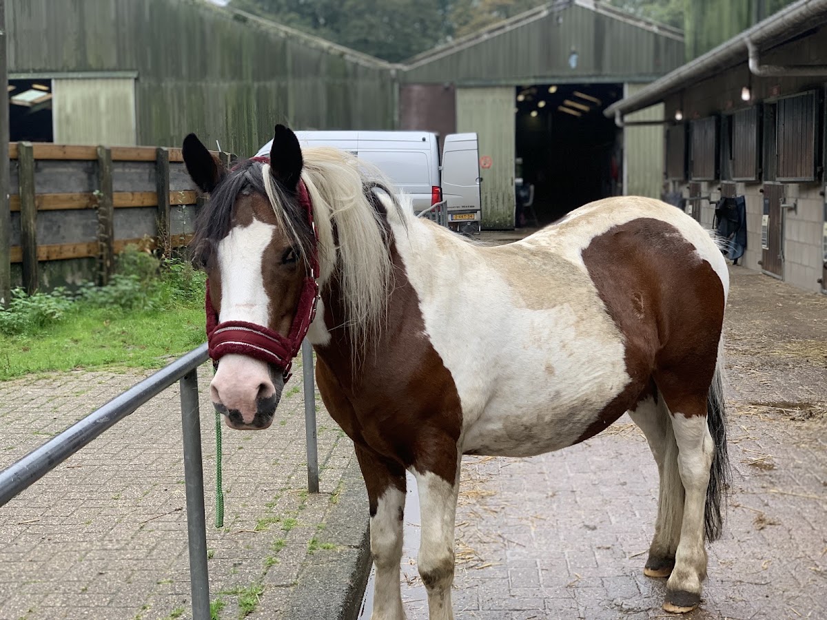 Manege Nieuw Amstelland B.V. 2