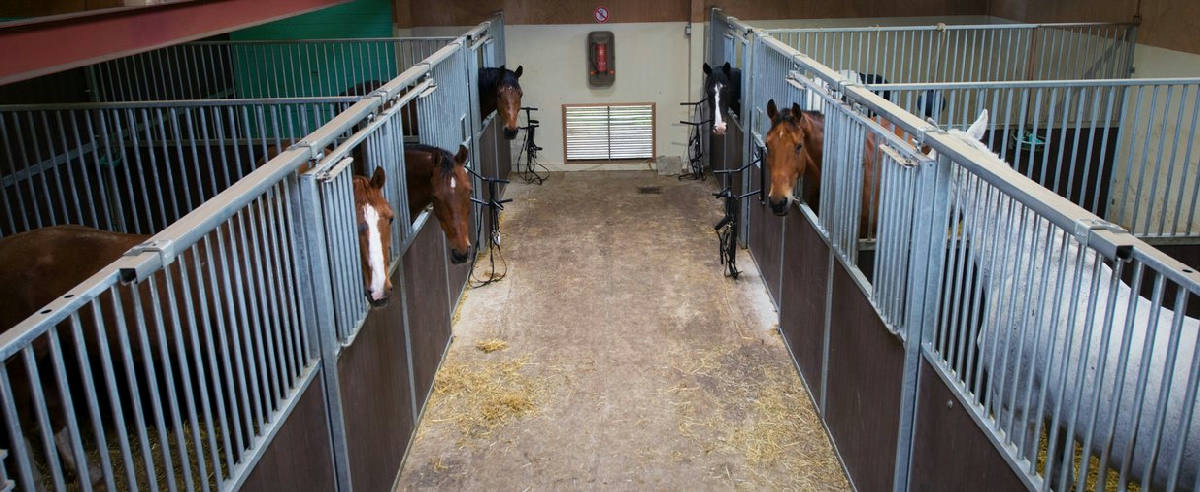 Manege Geuzeneiland 2
