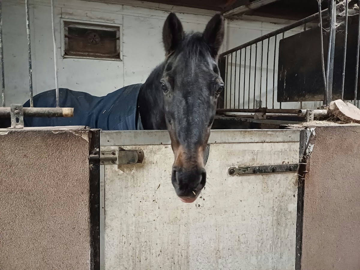 Manege Leidschenveen 3
