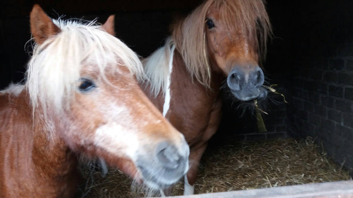 Manege "De Eekwal" 2