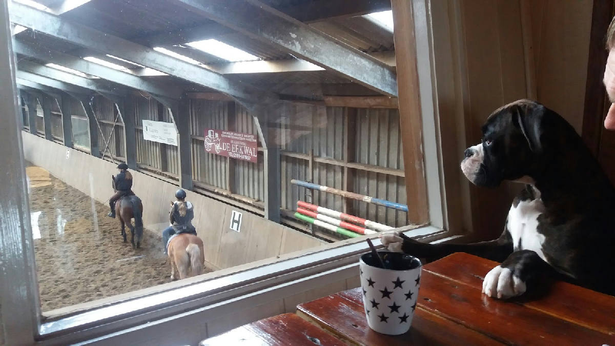 Manege "De Eekwal" 3
