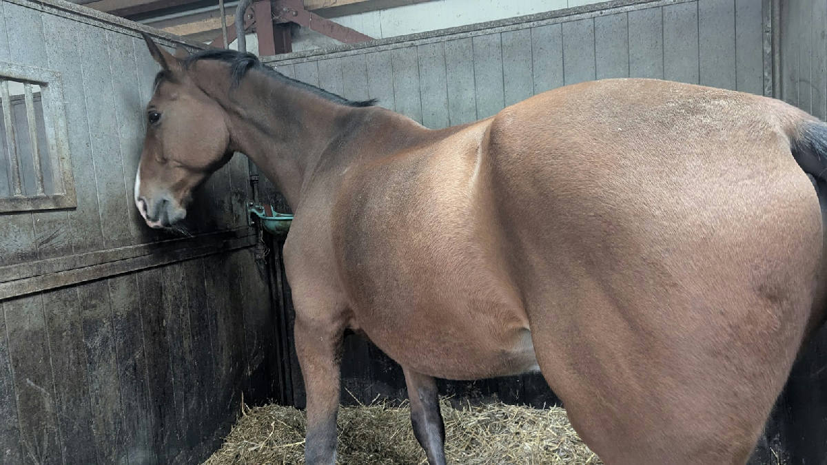 Manege Nieuw Eldorado 3
