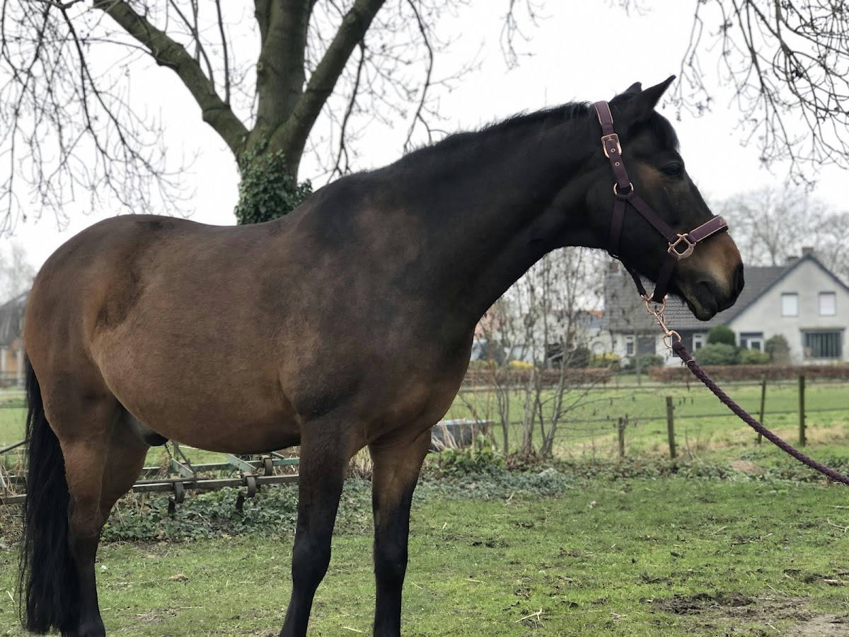 Paardensportcentrum Laar 3