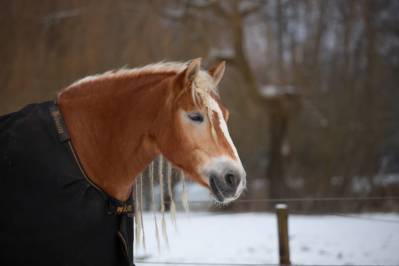 Manege Het Roessingh 2